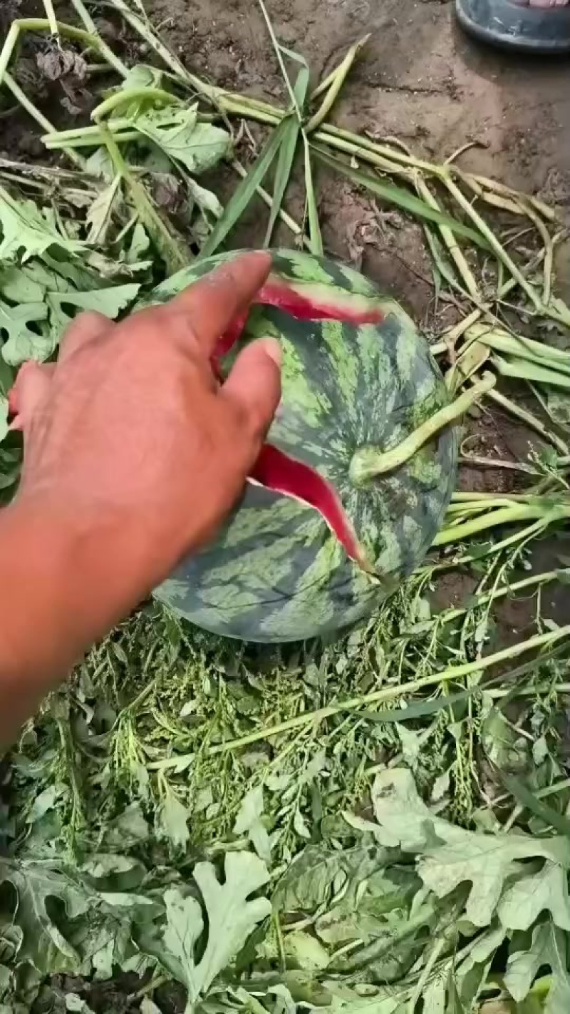 红麒麟