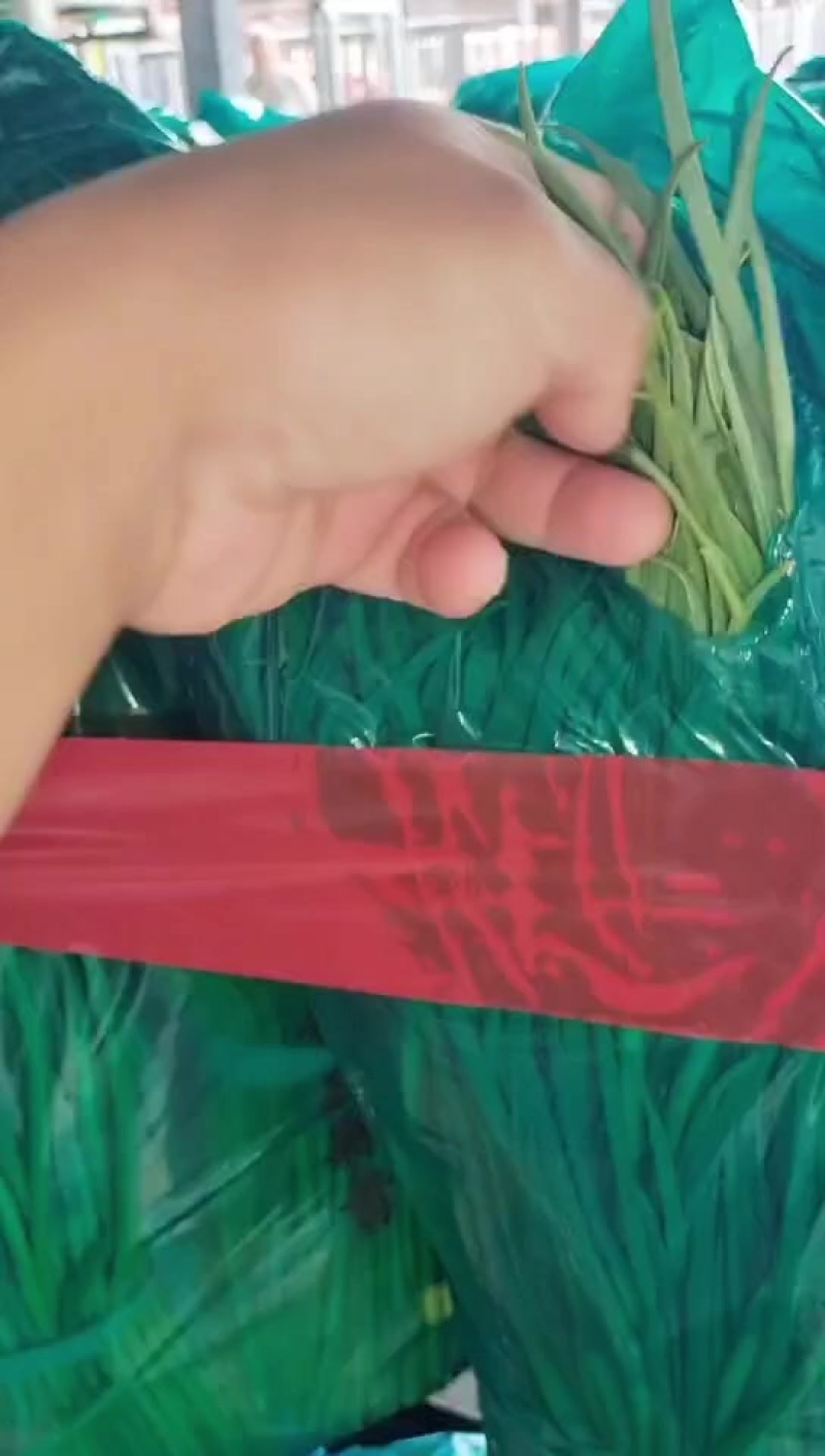 蒜苔大量现货，需要的老板欢迎前来洽谈