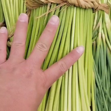 蒜苔大量现货，需要的老板欢迎前来洽谈