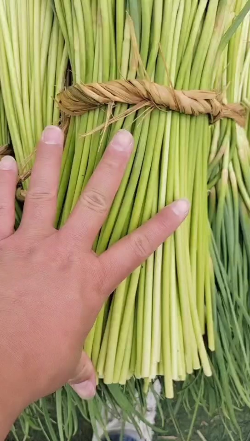 蒜苔大量现货，需要的老板欢迎前来洽谈