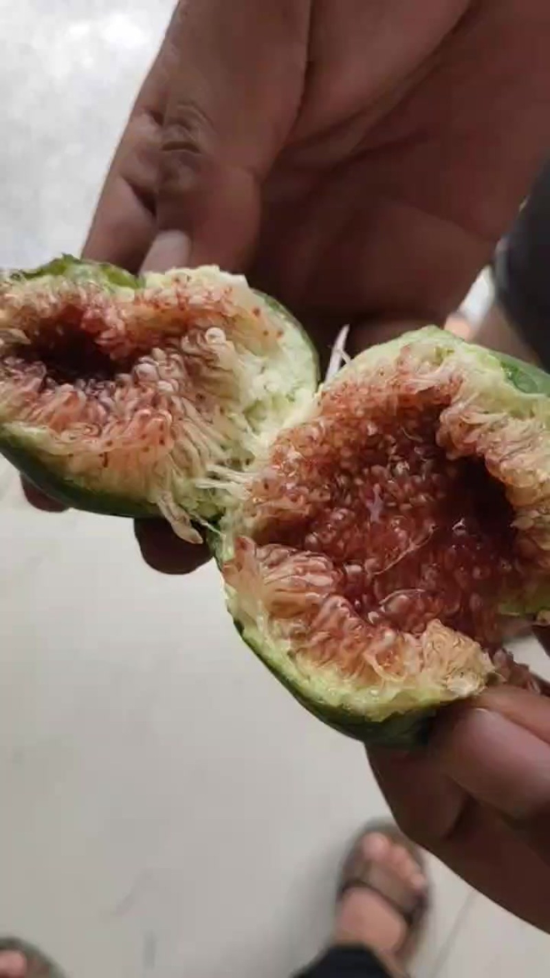 无花果