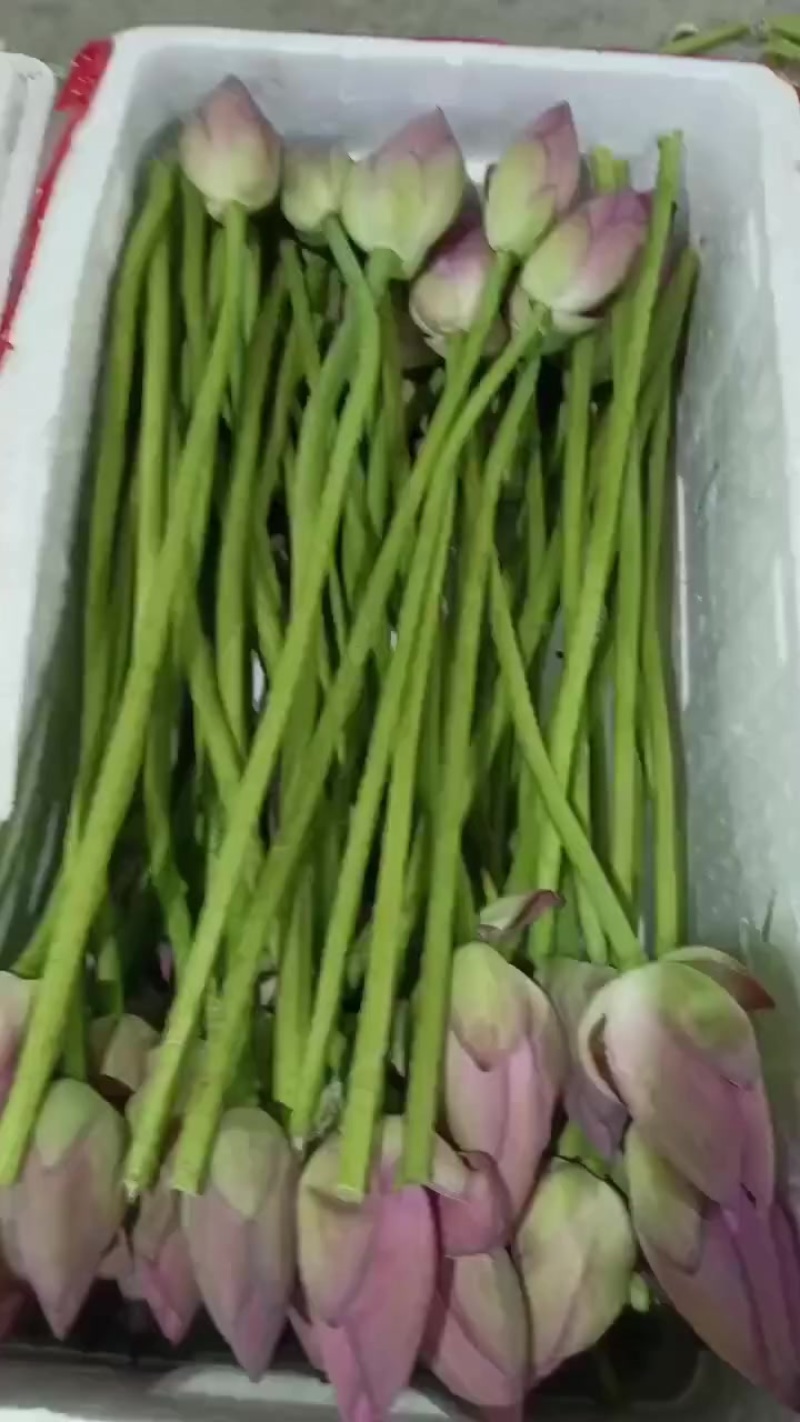 微山湖荷花