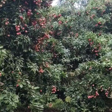 黑叶荔枝