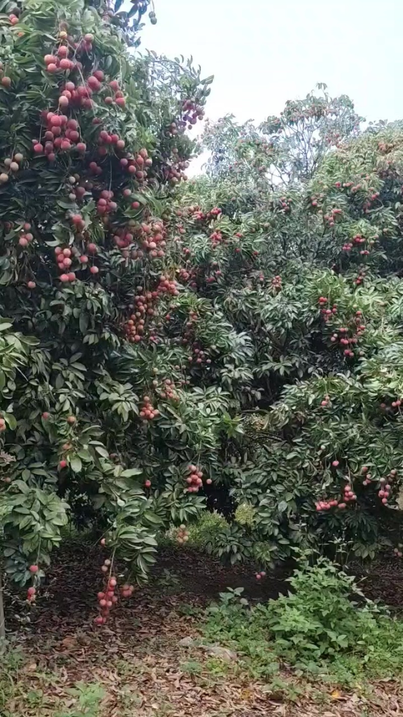 黑叶荔枝