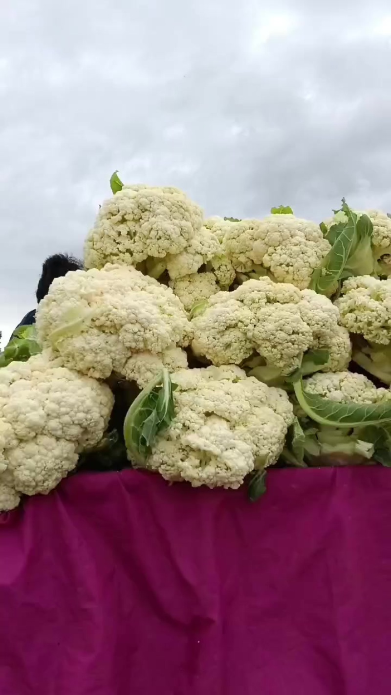 松花菜