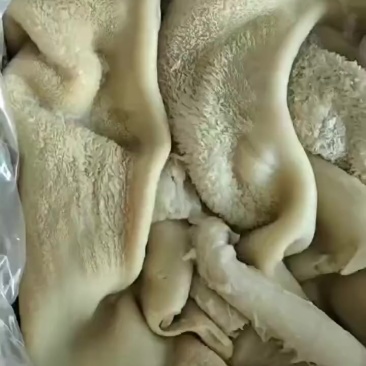 国产熟牛肚好价