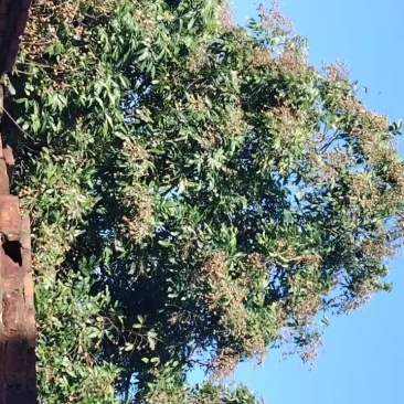 代收茂名散户龙眼百家果，，，，