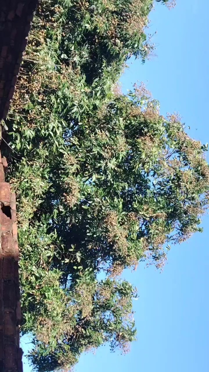 代收茂名散户龙眼百家果，，，，