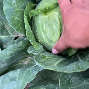 甘蓝手感菜大量有货欢迎老板光临