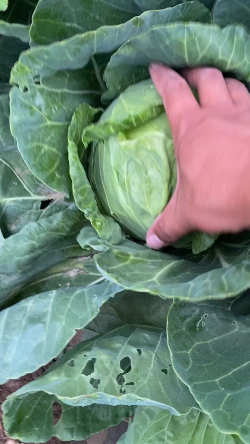 甘蓝手感菜大量有货欢迎老板光临