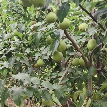 梨子:翠冠，软黄，黄花