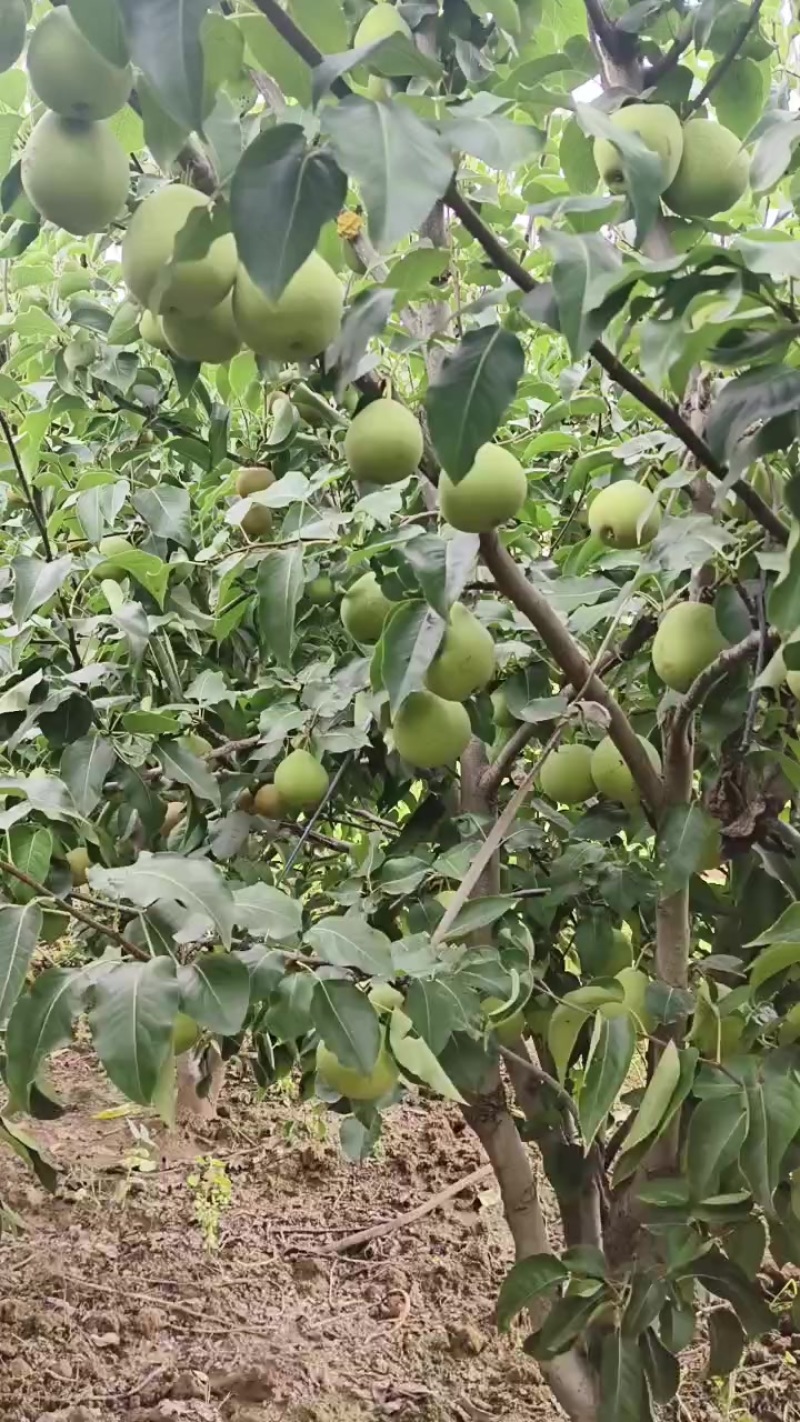 梨子:翠冠，软黄，黄花