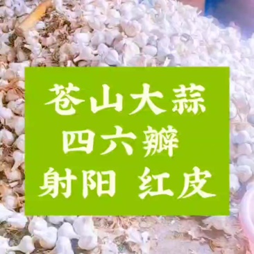 苍山大蒜老品种四六瓣射阳红皮货源充足全年提供
