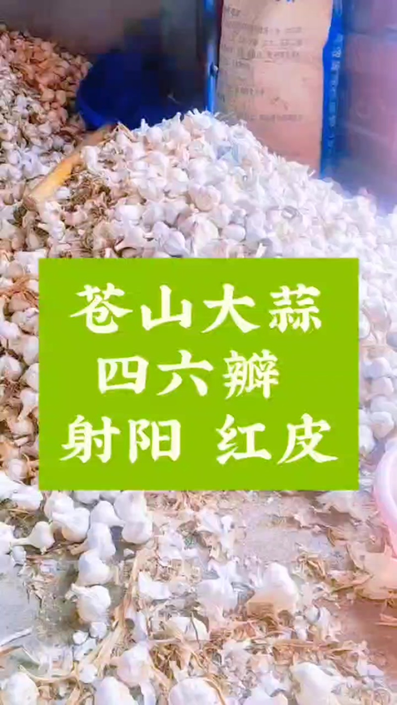 苍山大蒜老品种四六瓣射阳红皮货源充足全年提供