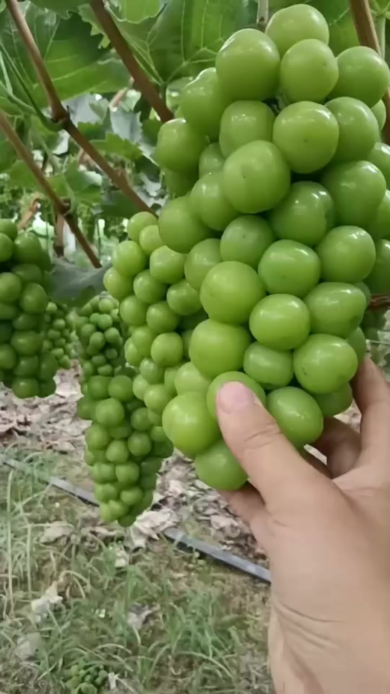 阳光玫瑰，夏黑