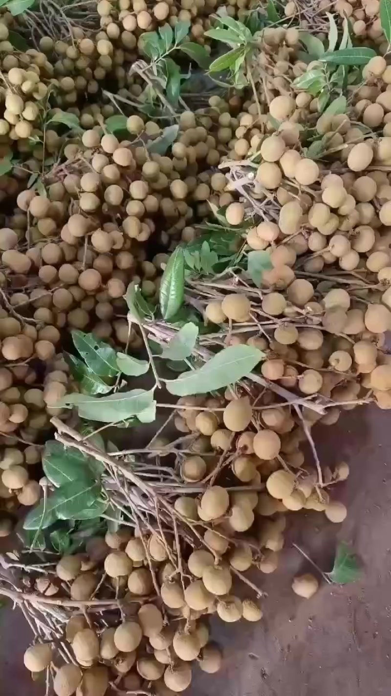 龙眼