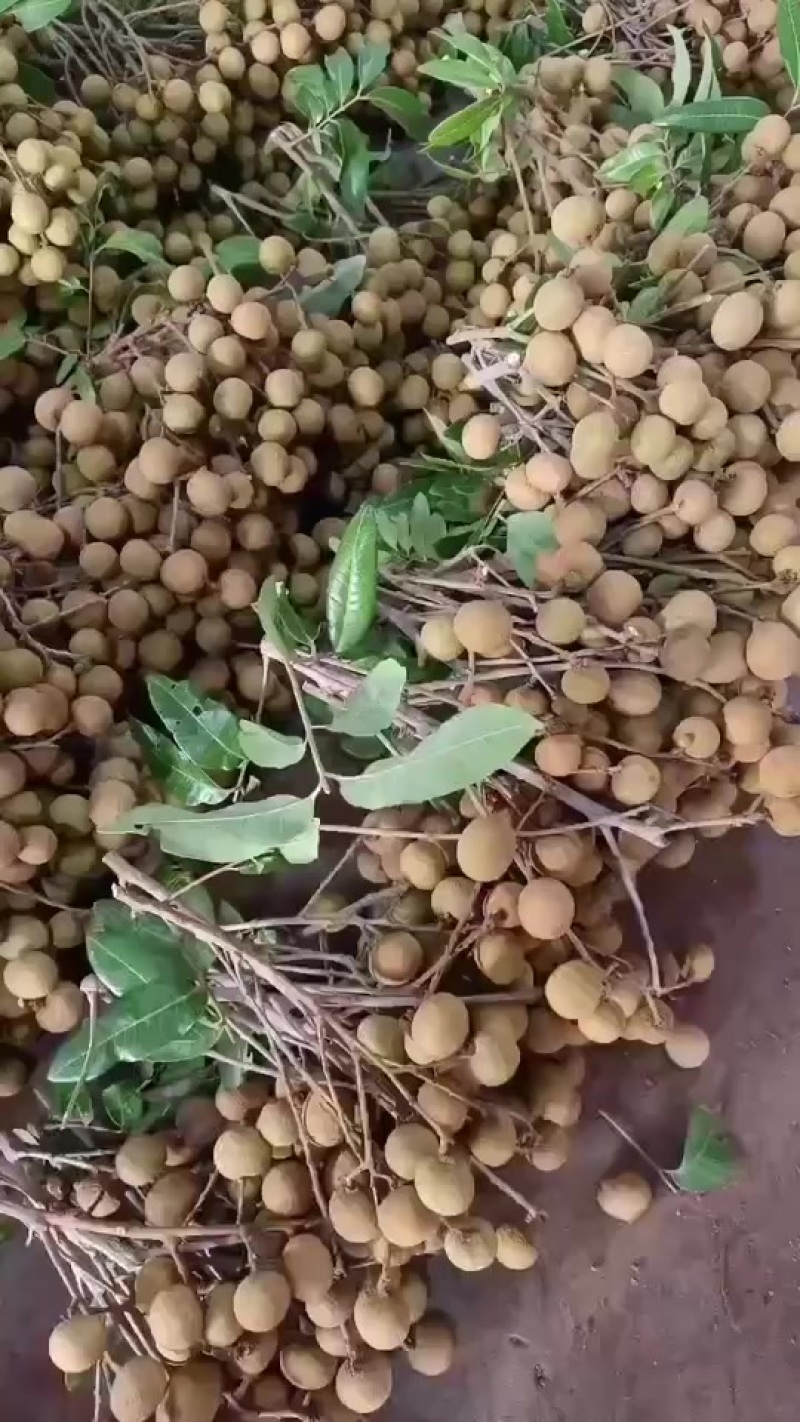 龙眼