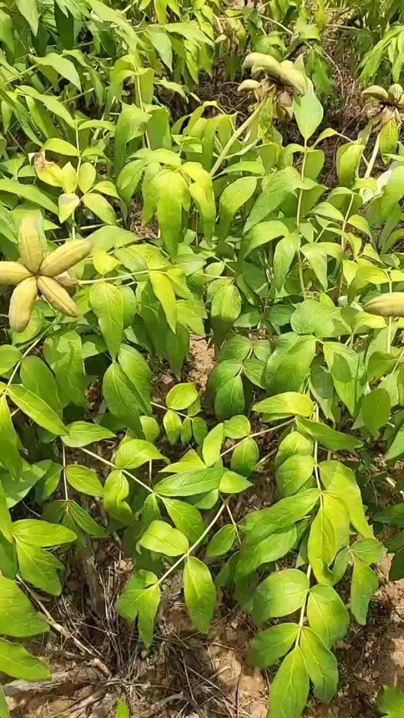 牡丹