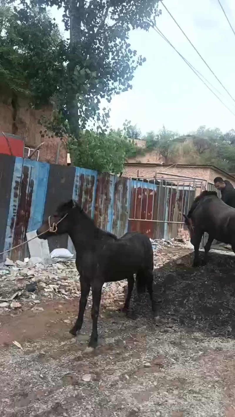 带皮活马现宰需要的联系***********