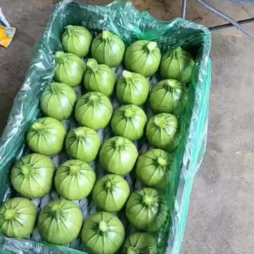 精品小瓜