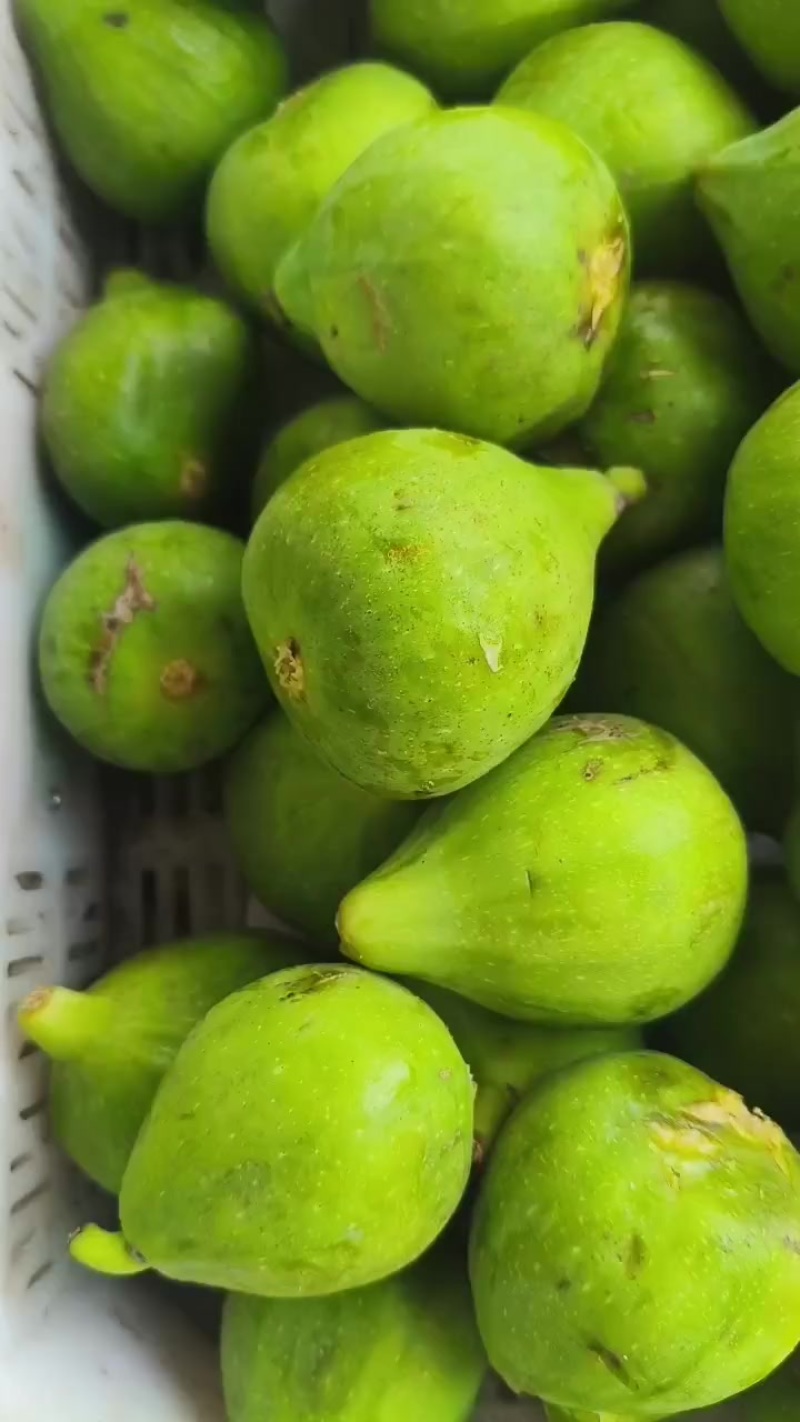 威海无花果