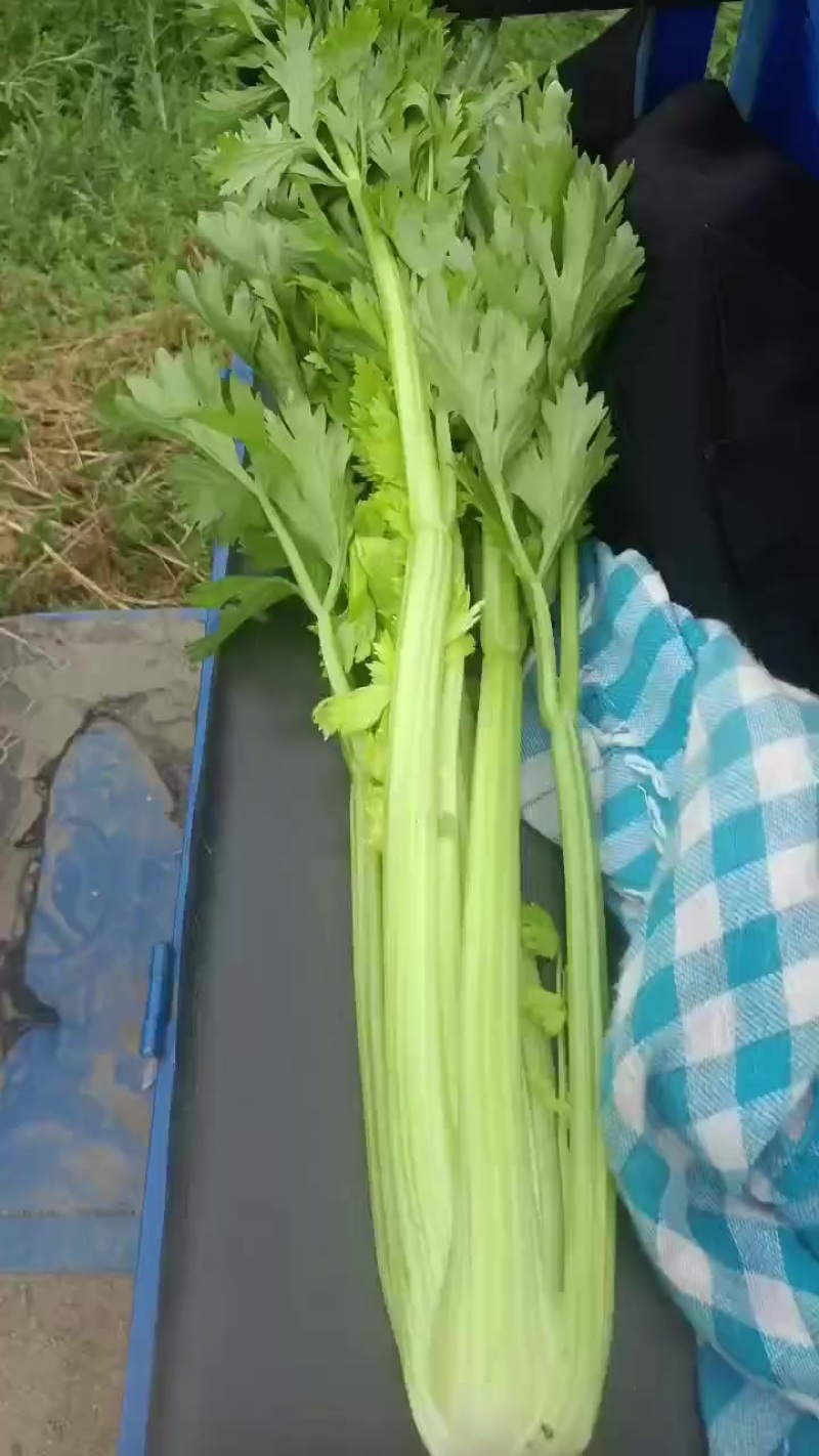 青菜小青菜，20个大棚