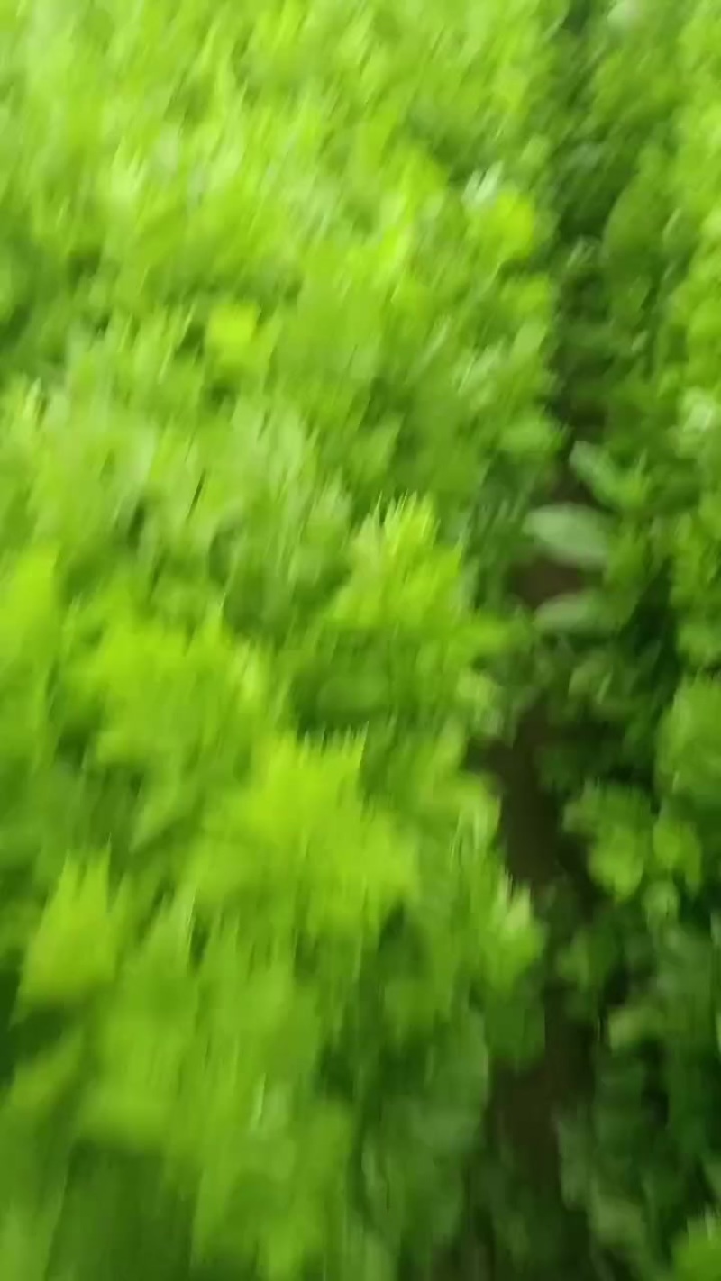 青菜小青菜，20个大棚