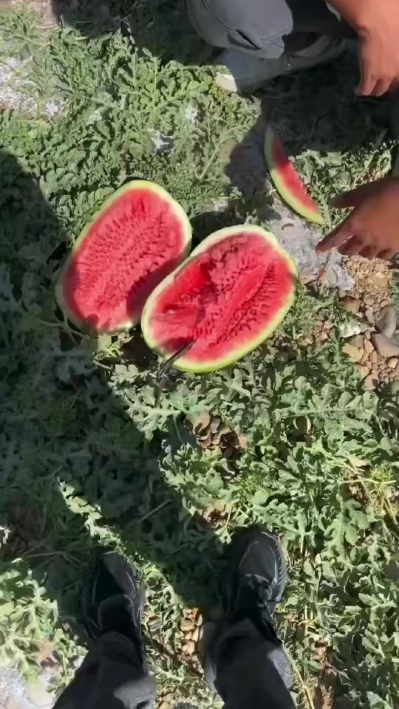 甘肃石头瓜大量上市，有需要的随时联系
