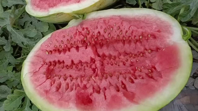 甘肃石头瓜大量上市，有需要的随时联系