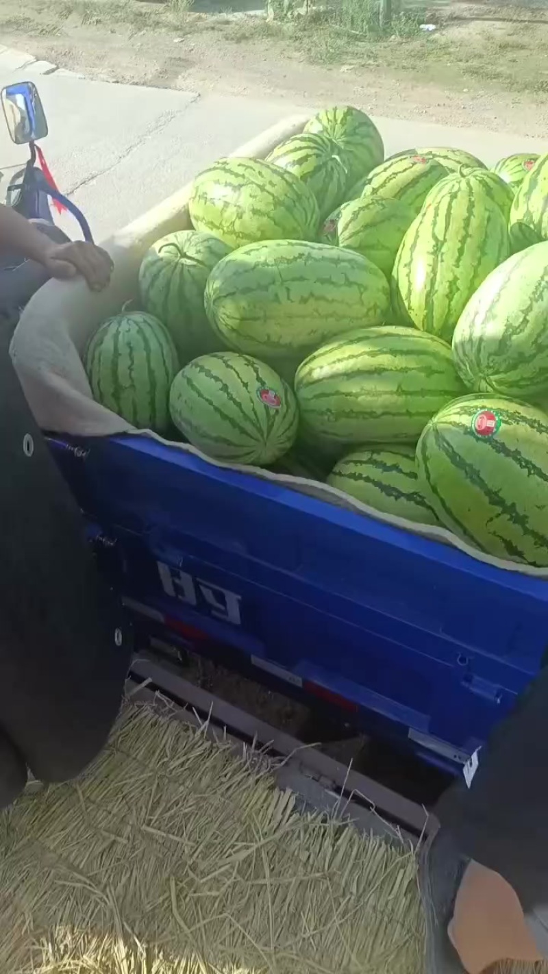 甘肃石头瓜大量上市，有需要的随时联系