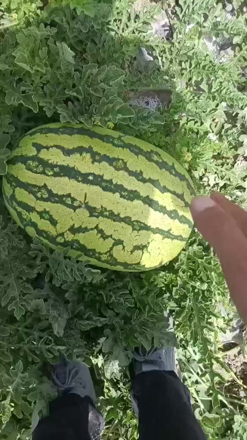 甘肃石头瓜大量上市，有需要的随时联系
