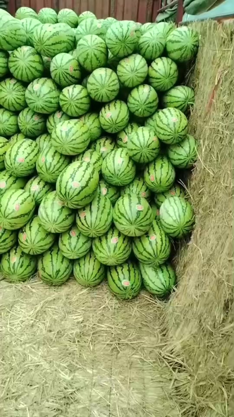 甘肃石头瓜大量上市，有需要的随时联系