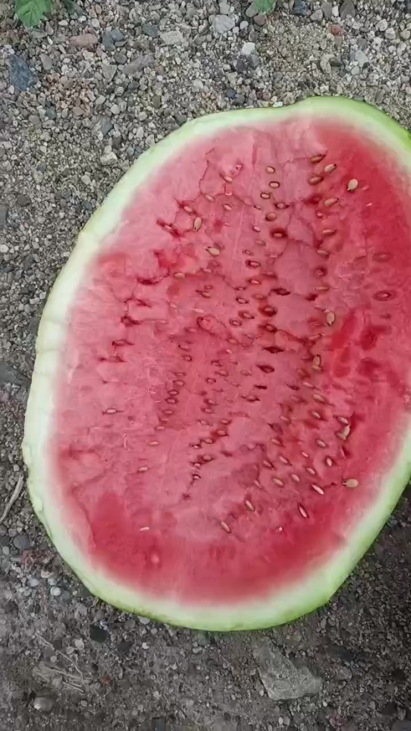 甘肃石头瓜大量上市，有需要的随时联系