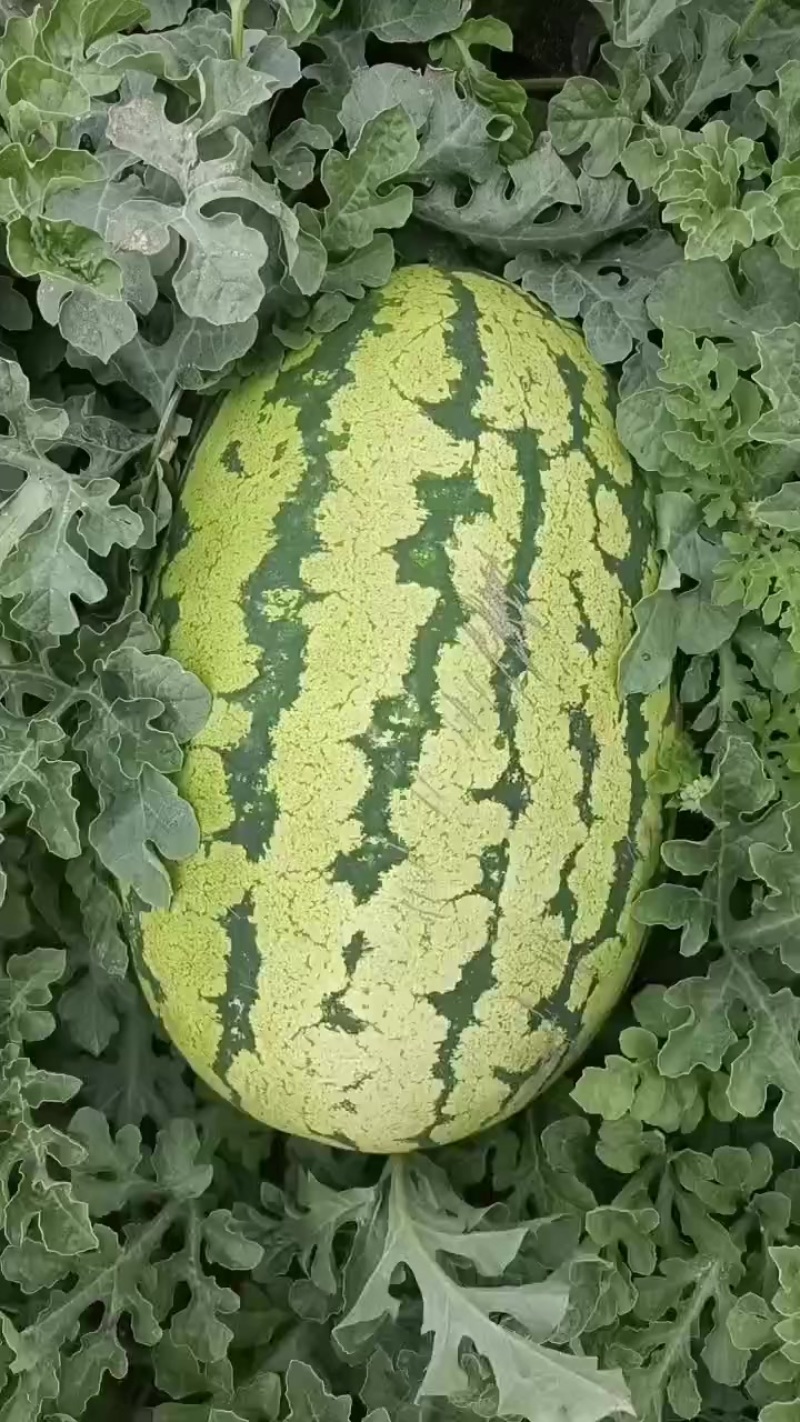 甘肃石头瓜大量上市，有需要的随时联系