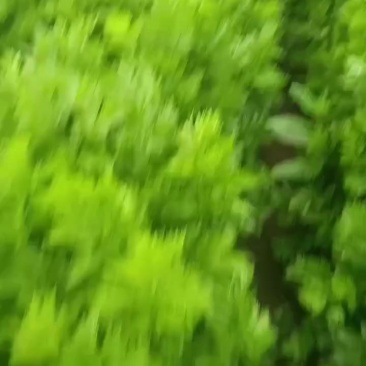 青菜小青菜，20个大棚