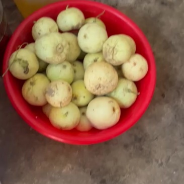 自产小白瓜