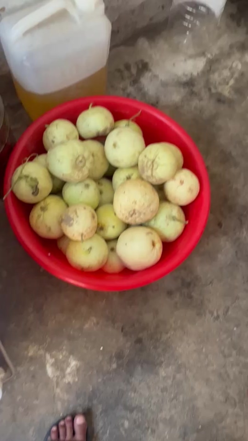 自产小白瓜