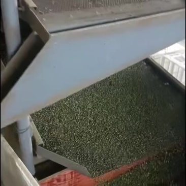 万州颗颗香花椒