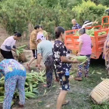 四川水果玉米