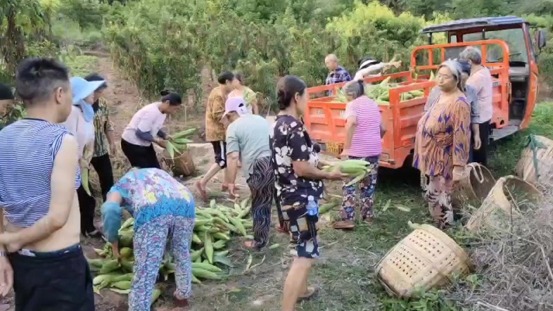 四川水果玉米