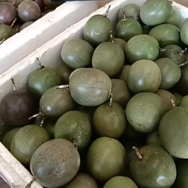 紫果百香果