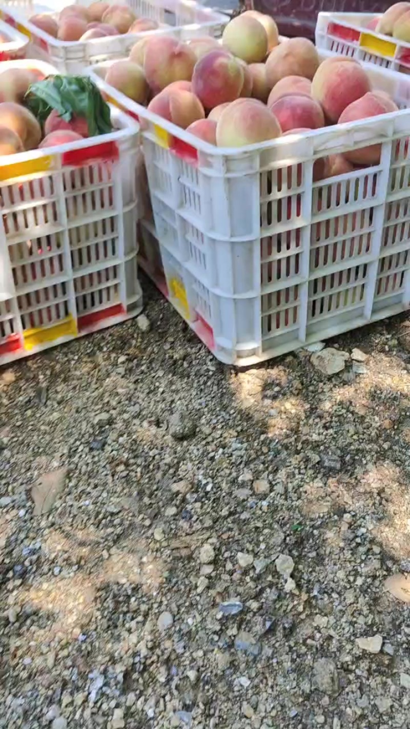 八号脆甜毛桃