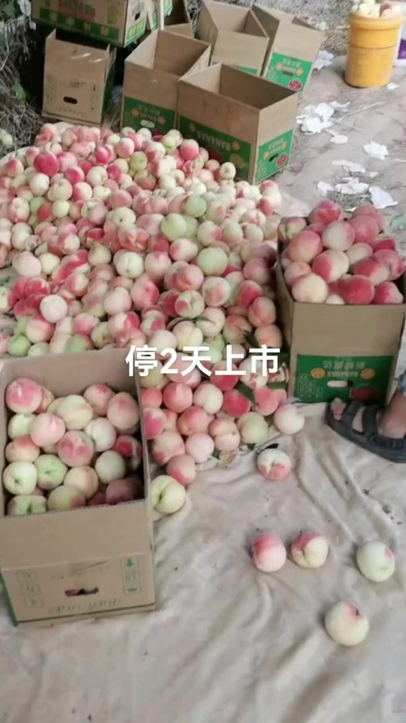 精品桃子