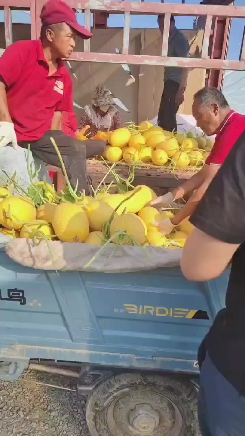 内蒙古巴彦淖尔市哈密瓜