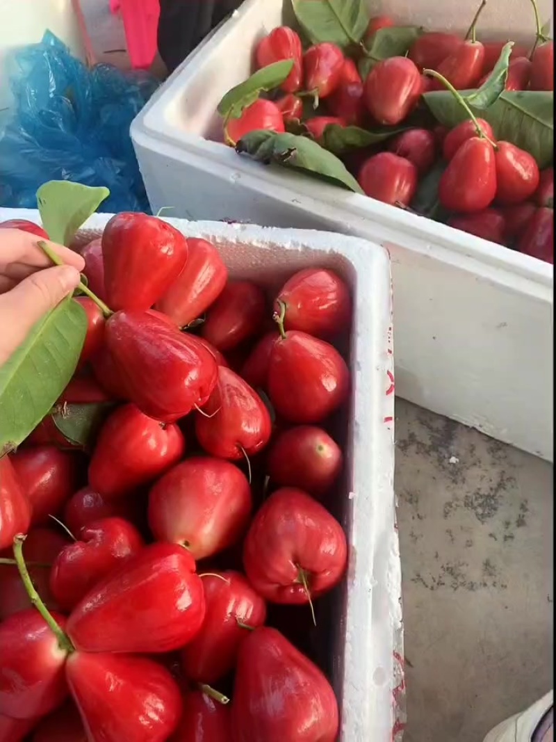台湾红宝石莲雾