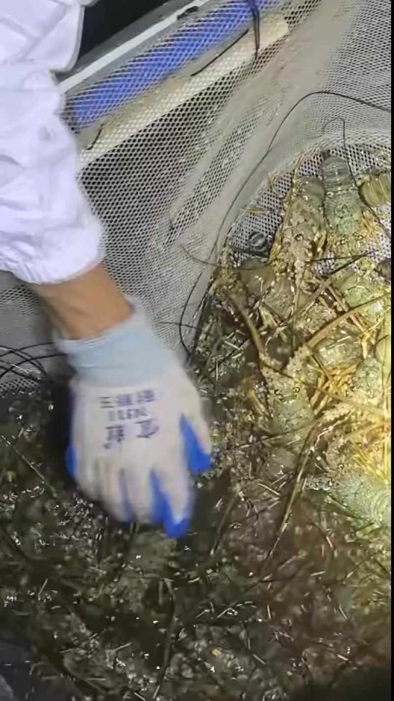 自己养的小青龙，全规格都有
