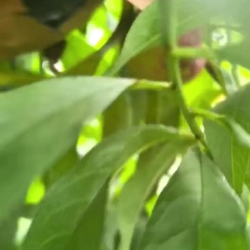 黄桃
