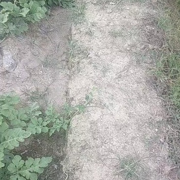 西瓜