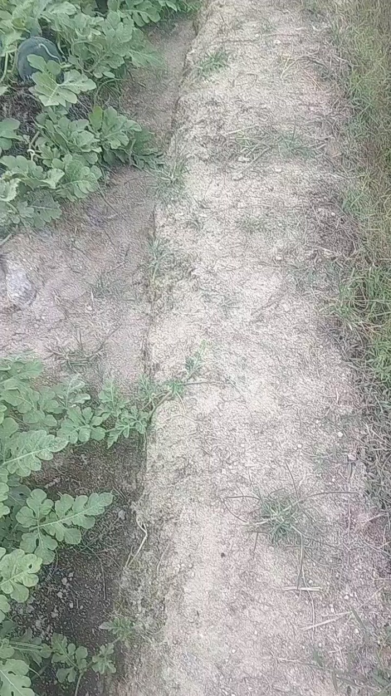 西瓜