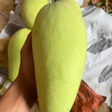 云南金皇芒